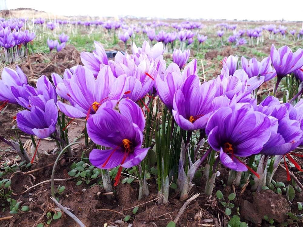 ورود تورهای گردشگری در فصل زعفران به خراسان جنوبی
