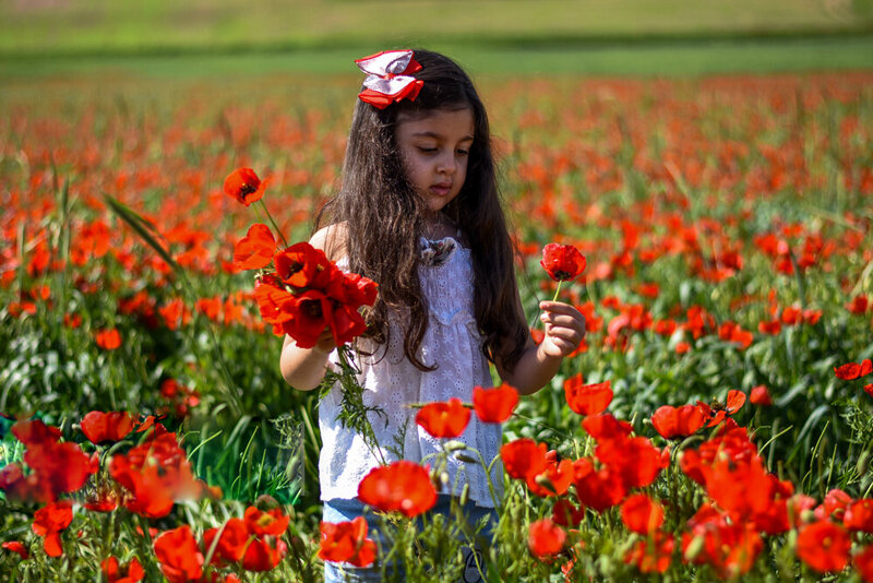 سفر به دشت شقایق‌های کالپوش بعد از 2 سال