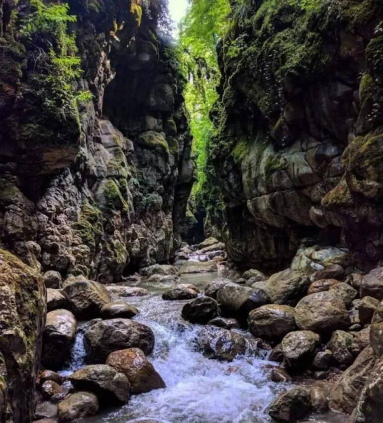تور تنگه دار (آمازون ایران)